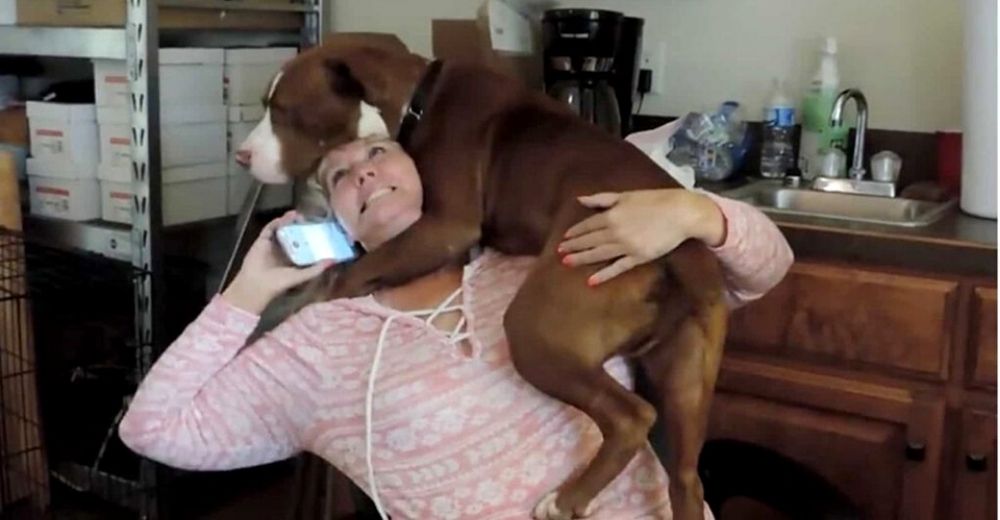 Perrito rescatado muestra lo feliz y agradecido que está de que lo hayan liberado de las cadenas Perrito rescatado muestra lo feliz y agradecido que está de que lo hayan liberado de las cadenas