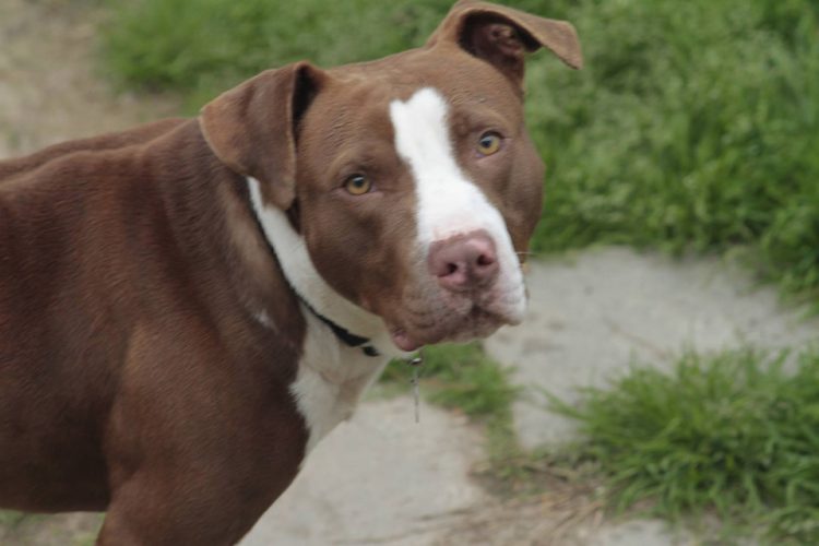 Perrito rescatado agradece con abrazos haber sido liberado de las cadenas que lo ataban