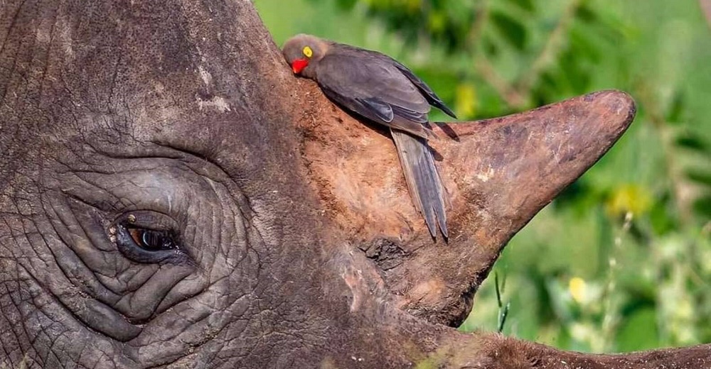 Rinoceronte queda desconcertado después de que el pajarito se aprovechó de él y se quedó dormido