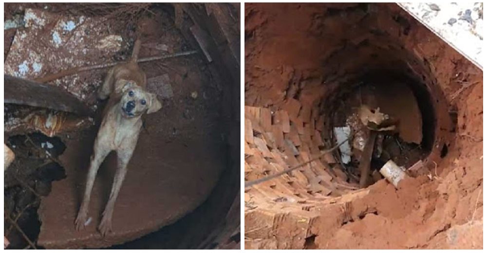 Perrito que cayó en un pozo inventa su propio rescate para ayudar a los bomberos