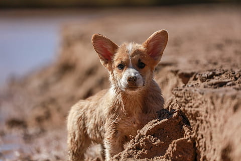 Cachorro