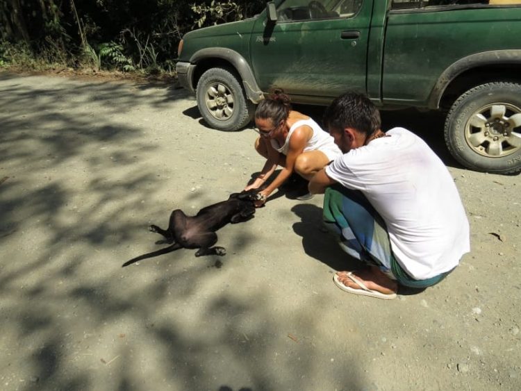 Perrita llora de alegría al agradecer a las personas que se detuvieron a rescatarla 