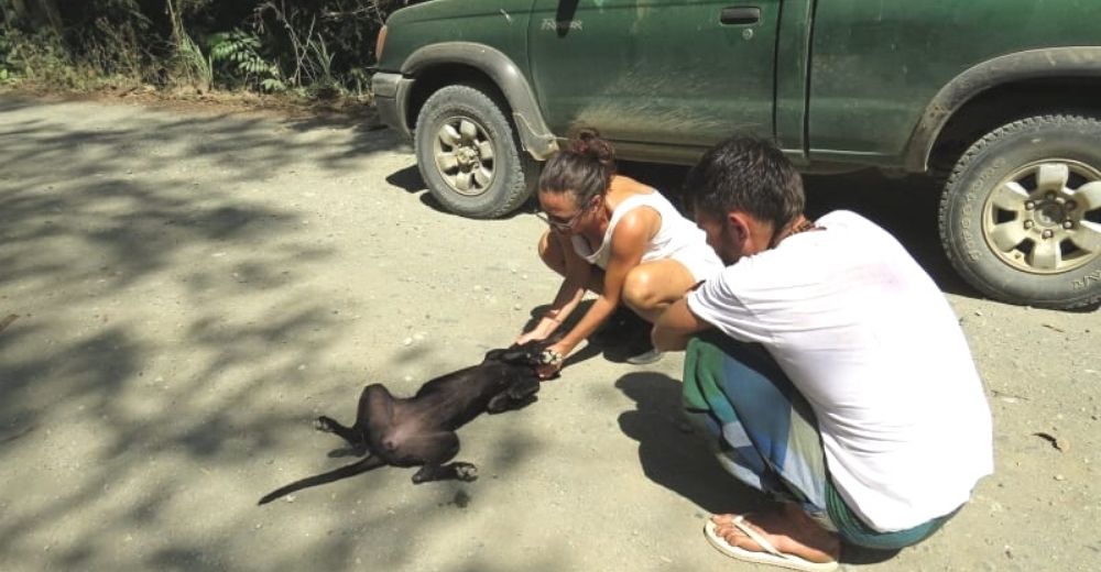 Perrita callejera cae rendida y llora al descubrir que llegaron justo a tiempo para salvarla