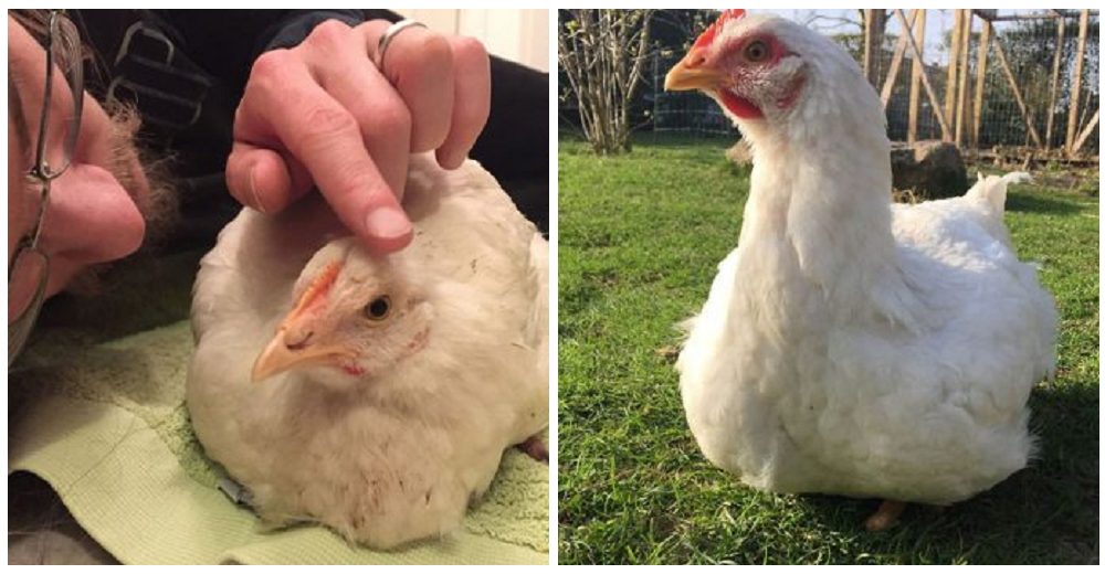 Valiente gallina escapa de la granja donde sería sacrificada y conoce el amor en un nuevo hogar
