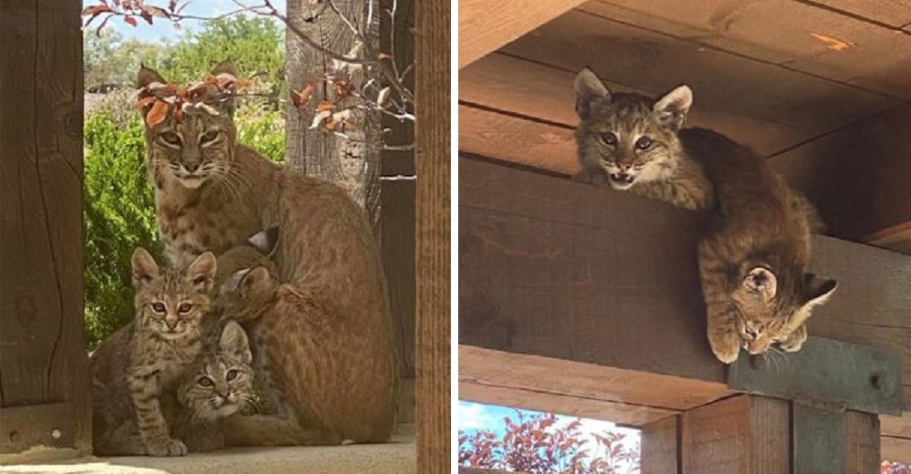 Madre gata montés visita el patio de una mujer para relajarse y amamantar a su cría