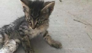 Niños encuentran una pobre gatita con las patas supuestamente rotas y hacen todo para salvarla