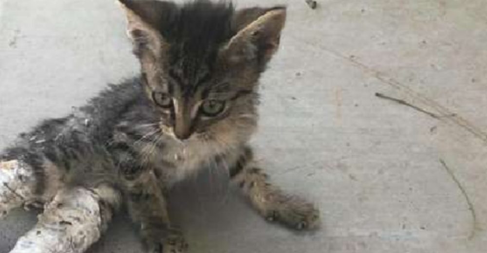 Niños encuentran una pobre gatita con las patas supuestamente rotas y hacen todo para salvarla