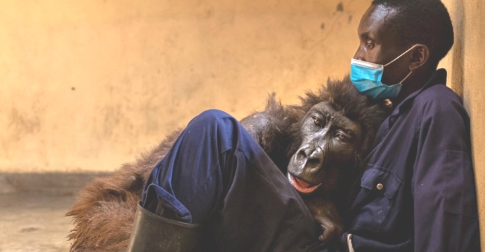 Gorila muere en los brazos del guardabosques que la salvó hace 14 años cuando era bebé