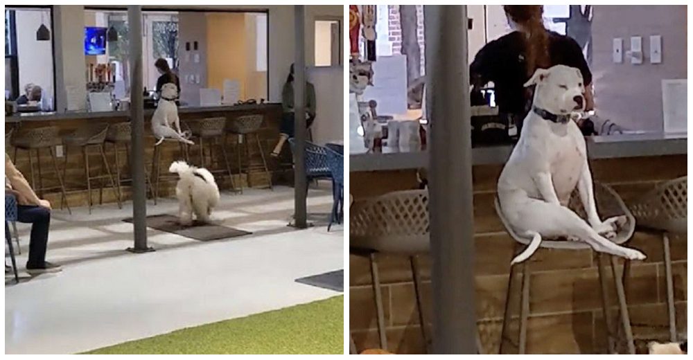 Perrita gruñona se sienta como un humano y mira altiva a todos sus amigos de la guardería Perrita gruñona se sienta como un humano y mira altiva a todos sus amigos de la guardería
