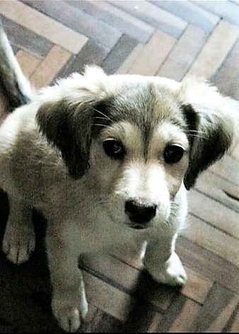 Papá se rehusaba a tener un perro pero ahora tiene la más dulce rutina dormir