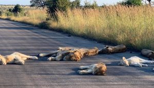 Leones toman una siesta en la carretera aprovechando la tranquilidad de la vida sin humanos