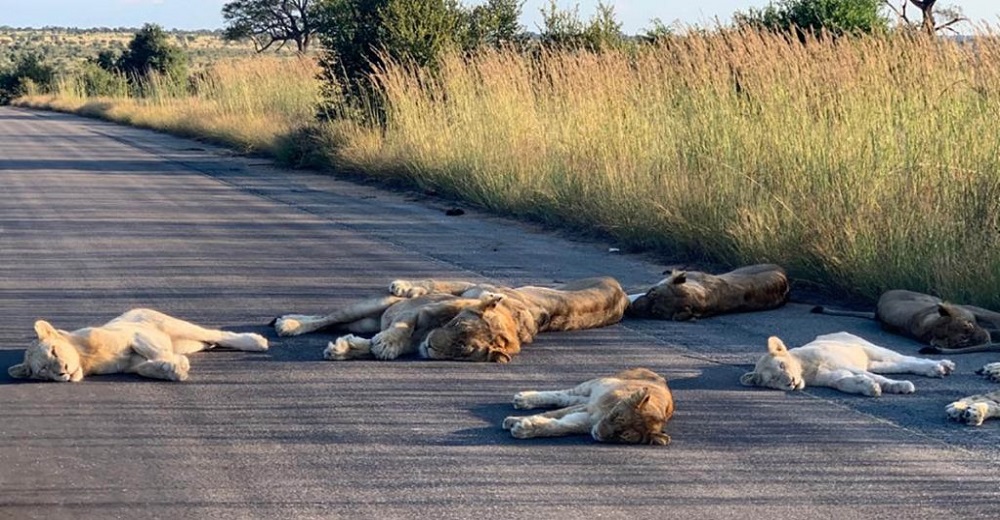 Leones toman una siesta en la carretera aprovechando la tranquilidad de la vida sin humanos