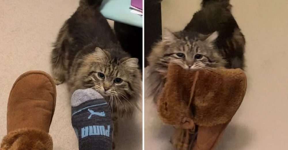 Gatita está tan agradecida de ser adoptada que le lleva a mamá sus zapatillas hasta la cama 