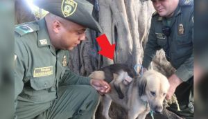 Perrita callejera y monito dejado a su suerte al que adoptó se niegan a ser separados
