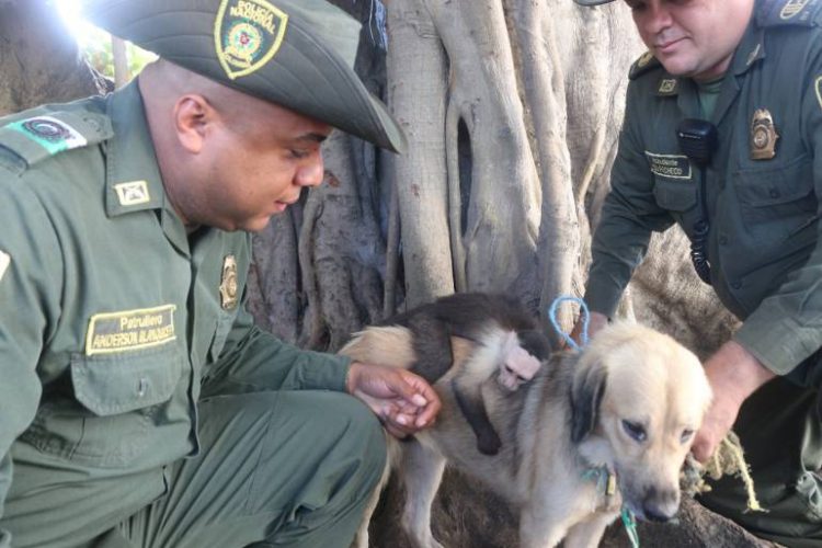 Perrita callejera adopta a mono como su propio hijo