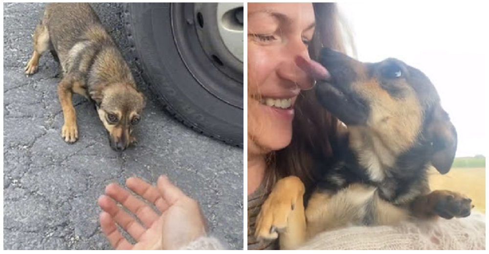 Perrita asustada dejada en la carretera corre llorando hasta los brazos de su salvadora