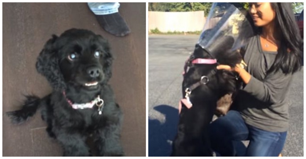 Perrita ciega ve por primera vez a sus padres adoptivos tras una cirugía ocular Perrita ciega ve por primera vez a sus padres adoptivos tras una cirugía ocular