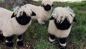 Las ovejas valais Blacknose enamoran a todos por parecer tiernos animales de peluche