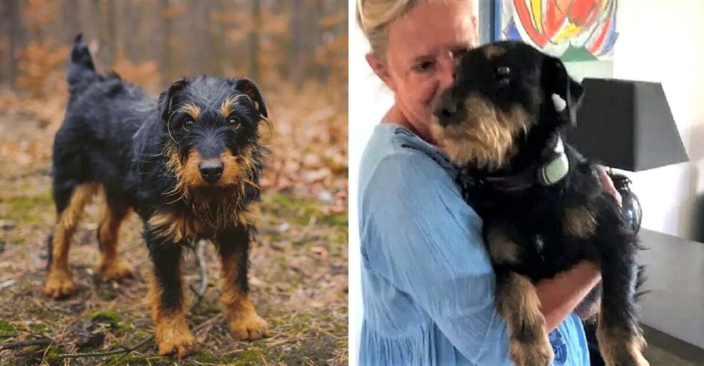 Perrito recorre 380 kilómetros para volver a casa tras perderse durante unas vacaciones Perrito recorre 380 kilómetros para volver a casa tras perderse durante unas vacaciones