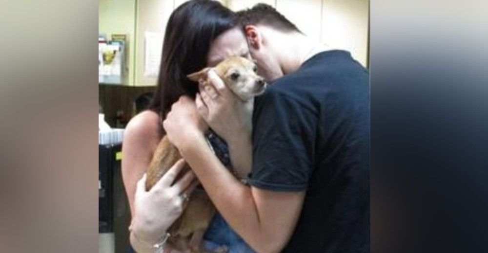 Perrito reunido con su familia tras pasar 6 años perdido no puede dejar de mover la cola