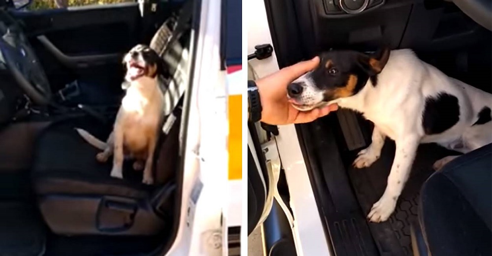 Perrito abandonado en la carretera salta desesperado dentro de una patrulla policial Perrito abandonado en la carretera salta desesperado dentro de una patrulla policial