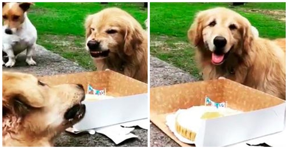 Perro se niega a compartir su tarta de cumpleaños con los invitados a su fiesta
