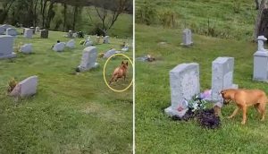 Perro entra al cementerio y corre emocionado al reconocer la lápida de su amada abuelita