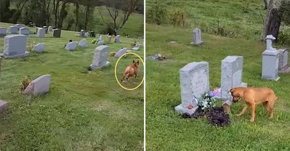 Perro entra al cementerio y corre emocionado al reconocer la lápida de su amada abuelita Perro entra al cementerio y corre emocionado al reconocer la lápida de su amada abuelita