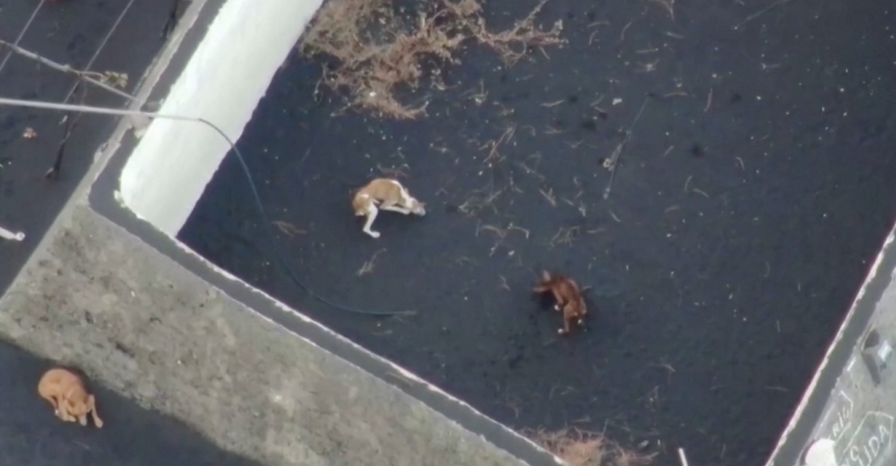 Desaparecen los 4 perros atrapados en la lava que esperaban ser rescatados en el estanque