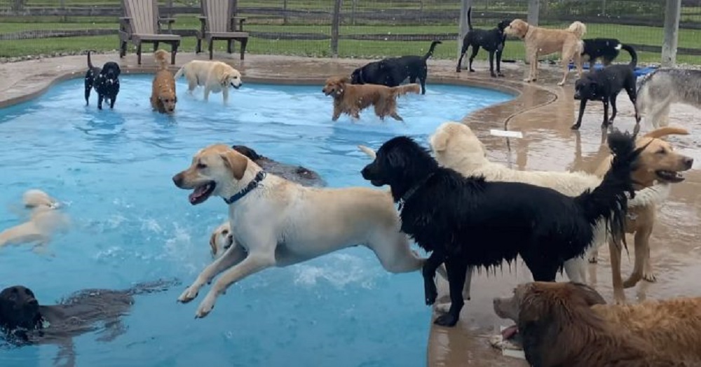 Graban a 39 perritos de una guardería chapoteando felices en la piscina en forma de hueso