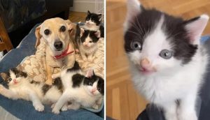 Gatitos son salvados del patio por una mujer y su perrita le pidió que la dejara cuidarlos