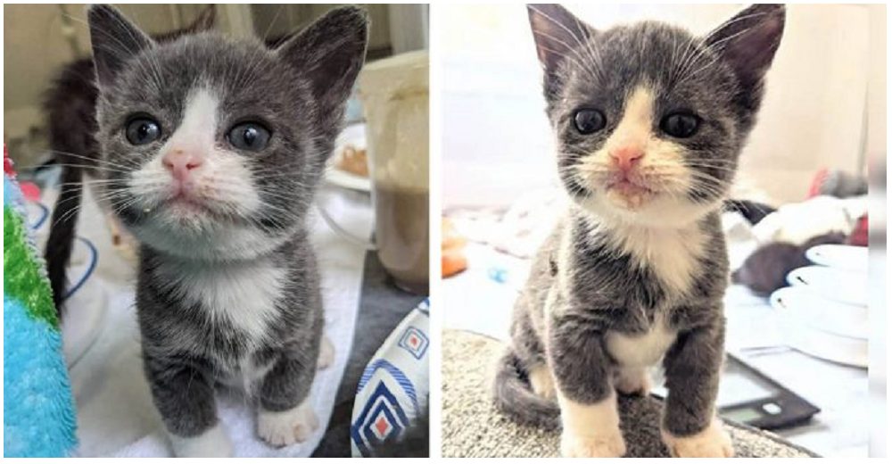 Un diminuto gatito de la mitad de su peso se aferra a la vida y escribe su propia historia feliz