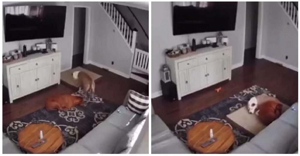 Perrito le lleva la cama a su hermanito enfermo y se acurruca a su lado para consolarlo