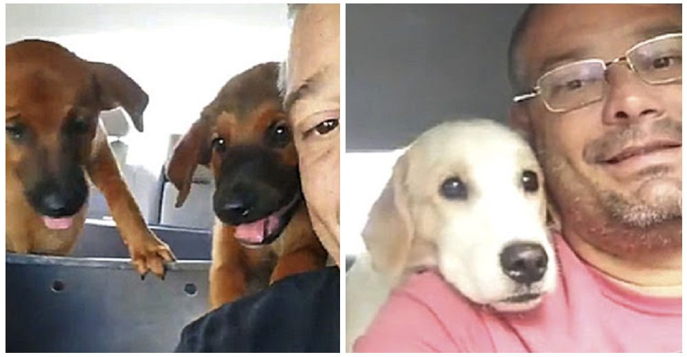 Un taxista de perritos graba hermosos vídeos con sus traviesos pasajeros