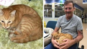 Gatito vuelve a encontrarse con su humano después de haberse perdido 14 años por un huracán