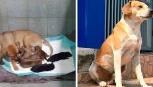Perro callejero lleva a su amada a dar a luz en la veterinaria y la espera afuera