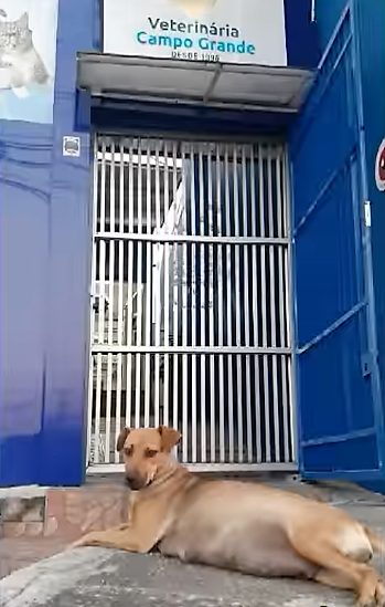 veterinaria
