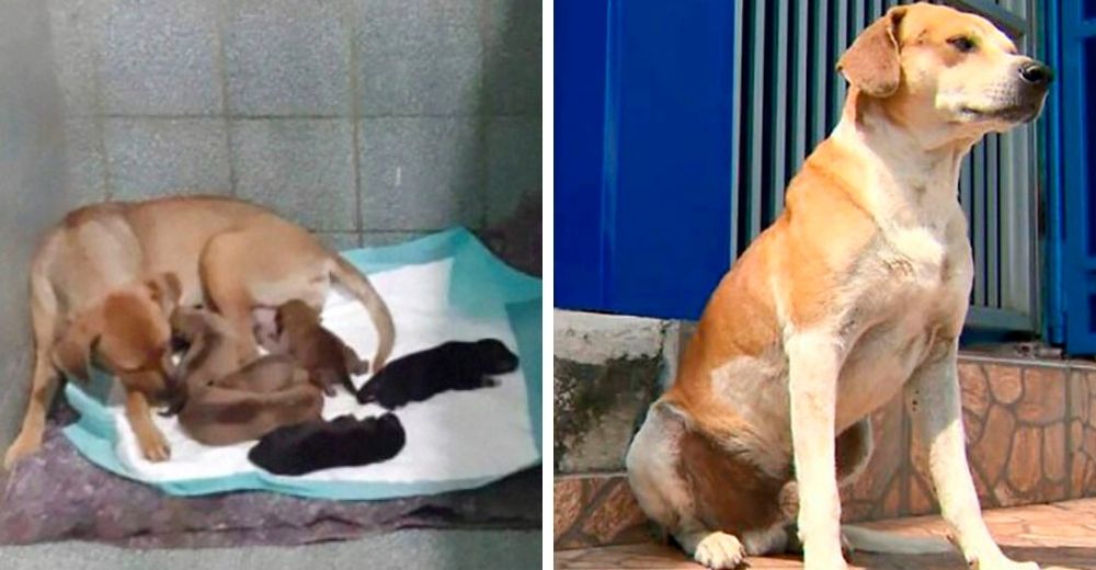 Perro callejero lleva a su amada a dar a luz en la veterinaria y la espera afuera