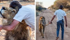 11 años de la improbable amistad entre un león y el hombre que lo salvó