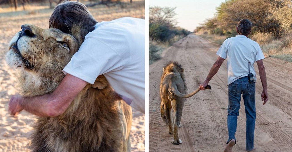 11 años de la improbable amistad entre un león y el hombre que lo salvó