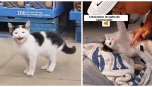 Una mujer encuentra un gatito abandonado en medio supermercado y decide darle la mejor vida