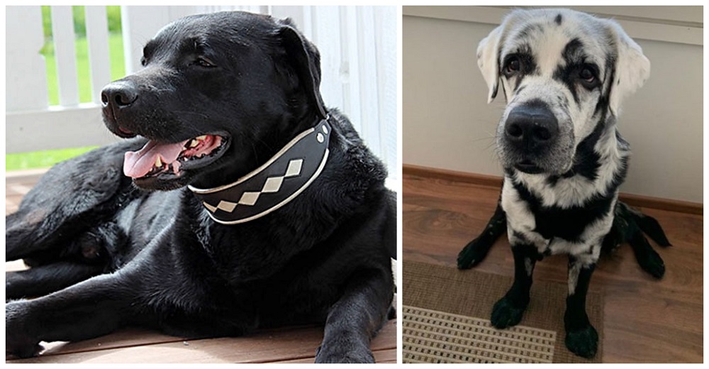 El hermoso labrador negro que de un momento a otro comenzó a ponerse blanco, cruza el arcoíris