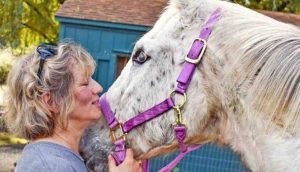 Mujer decide sacrificar a su caballo de 31 años por ser ciego pero su ángel la detiene