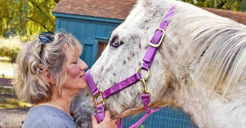 Mujer decide sacrificar a su caballo de 31 años por ser ciego pero su ángel la detiene