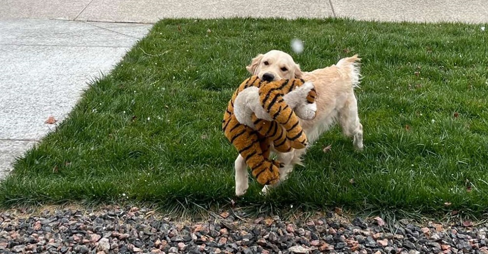 Perro está tan emocionado de ver la nieve por primera vez que se la tiene que mostrar a su tigre