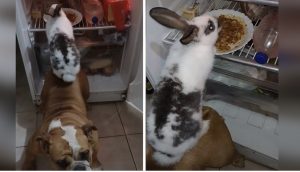 Conejito se sube al lomo de su hermana bulldog para robarle la comida a su dueño