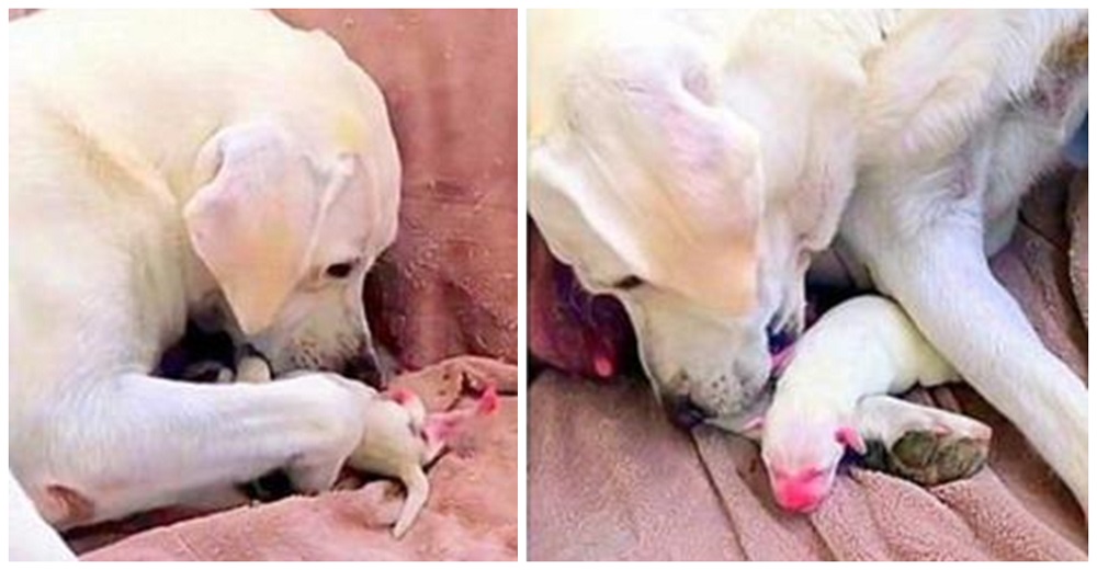 Madre perrita lucha desesperadamente por salvar a su cachorro más débil de la camada Madre perrita lucha desesperadamente por salvar a su cachorro más débil de la camada