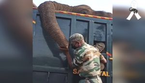 Guardabosques llora desconsolado tras no poder salvar al elefante que tanto cuidó y amó