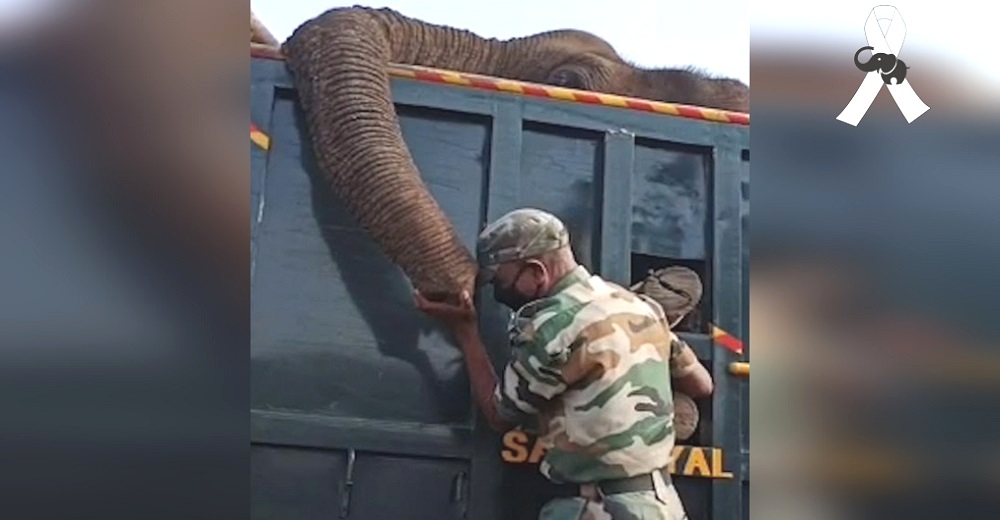 Guardabosques llora desconsolado tras no poder salvar al elefante que tanto cuidó y amó