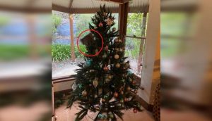 Familia se sorprende al encontrar un animalito escondido en el árbol de Navidad